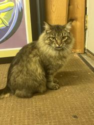Lost Female Cat last seen Center and Decatur, Denver, CO 80219