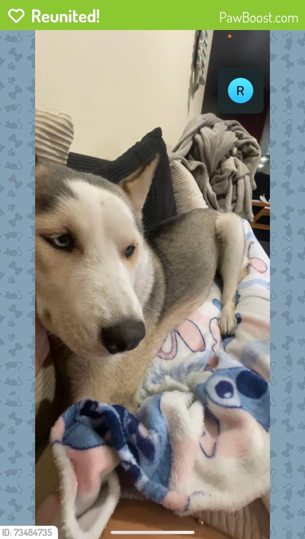Reunited Female Dog last seen Near Pearblossom Hwy, Llano, CA 93544, Llano, CA 93544