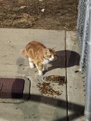 Found/Stray Unknown Cat last seen Toyne St, San Diego, CA 92102