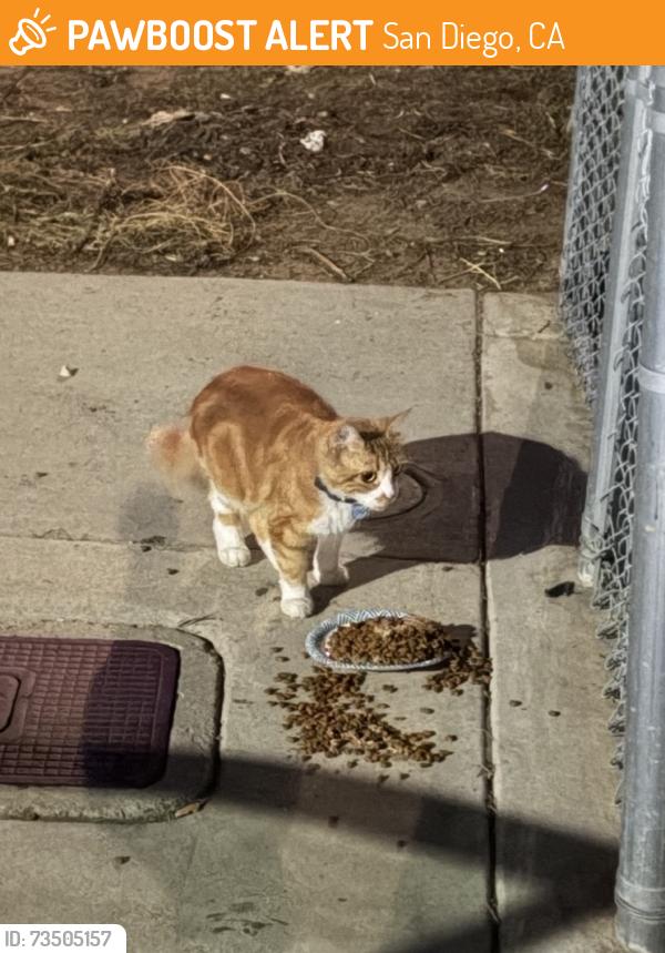 Found/Stray Unknown Cat last seen Toyne St, San Diego, CA 92102