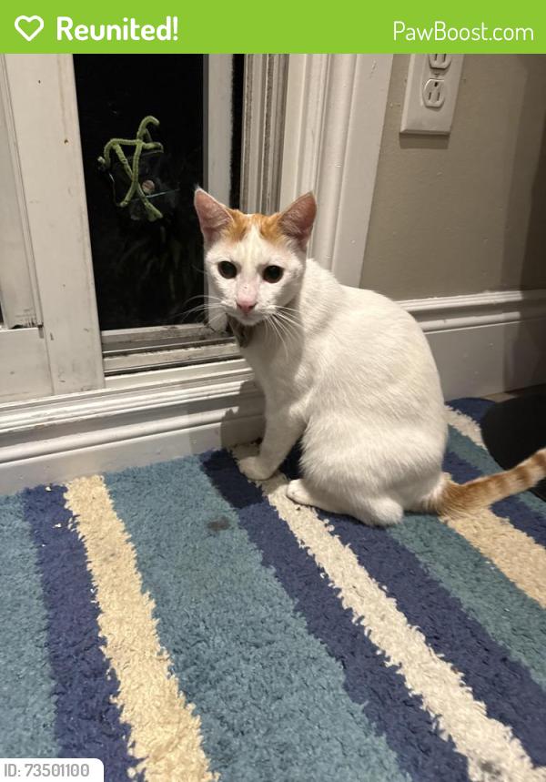 Reunited Male Cat last seen Meyer drive and Teeswater Drive, Mississauga, ON L4T 3S7