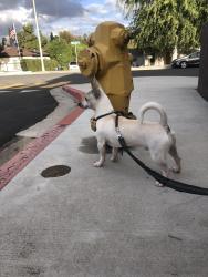Reunited Male Dog last seen Baltimore Ave & parkway dr, La Mesa, CA 91941