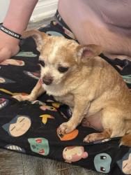 Found/Stray Male Dog last seen North Penn near Andover, The Village, OK 73120