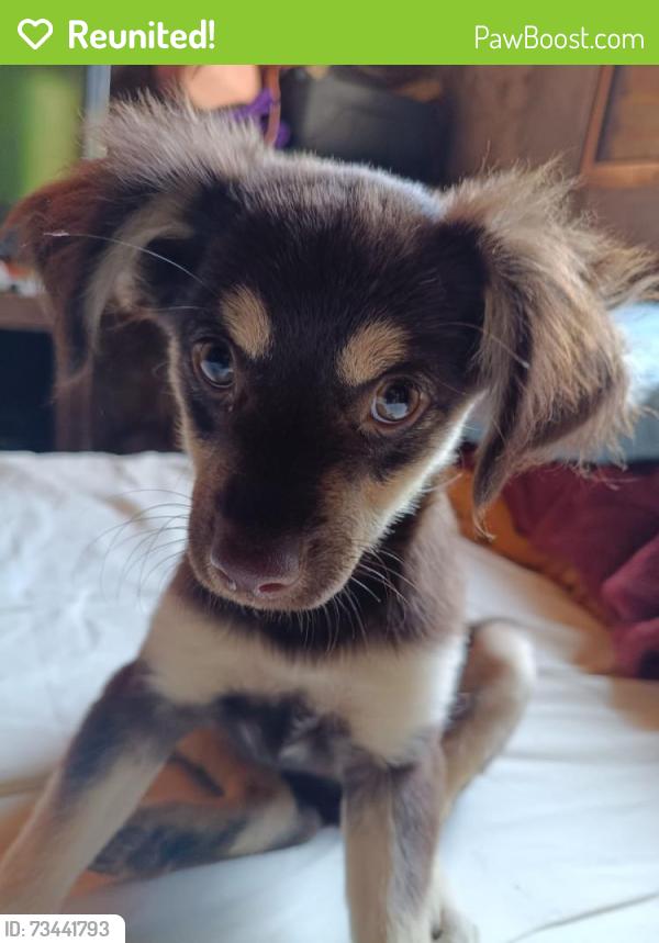 Reunited Female Dog last seen Avenida água vermelha vila nova Curuçá, Vila Nova Curuca, SP 08431-470