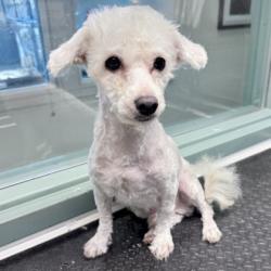 Shelter Stray Male Dog last seen E 15th St/ 17th Ave, Oakland,, 1101 29th Ave, Oakland, CA 94601, USA