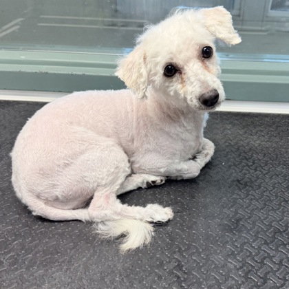 Shelter Stray Female Dog last seen E 15th St/ 17th Ave, Oakland,, 1101 29th Ave, Oakland, CA 94601, USA