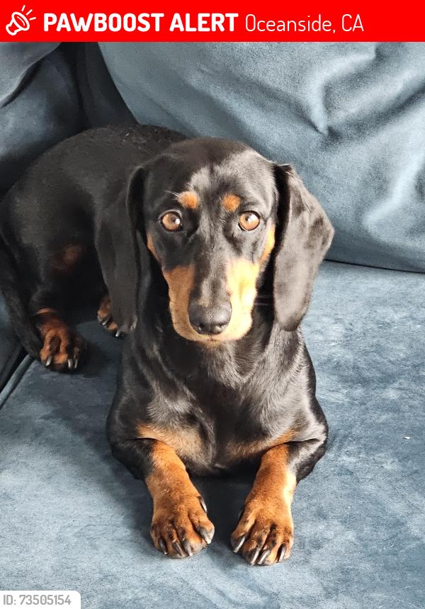 Lost Female Dog last seen Sagewood Dr, Oceanside, CA 92056