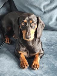Lost Female Dog last seen Sagewood Dr, Oceanside, CA 92056