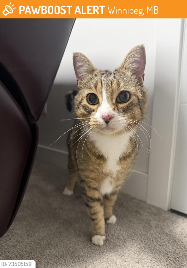 Found/Stray Unknown Cat last seen university cres and dafoe rd, Winnipeg, MB 