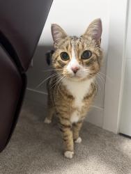 Found/Stray Unknown Cat last seen university cres and dafoe rd, Winnipeg, MB 