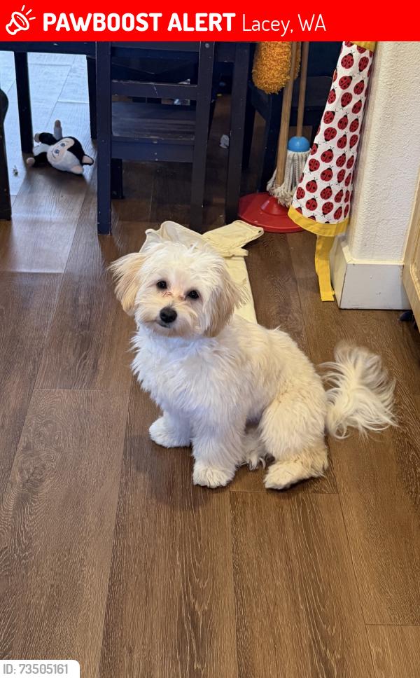 Lost Male Dog last seen 28th Avenue Southeast, Lacey, WA, USA, Lacey, WA 98503