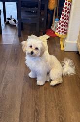 Lost Male Dog last seen 28th Avenue Southeast, Lacey, WA, USA, Lacey, WA 98503