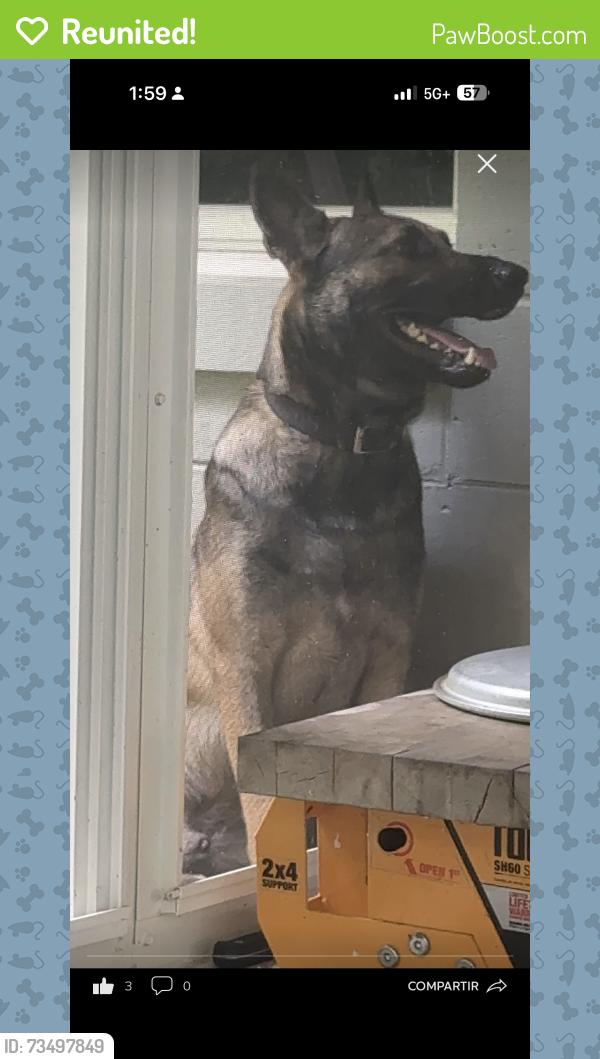 Reunited Male Dog last seen Near se 28 th ave, Ocala, FL 34471