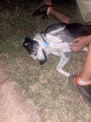 Reunited Female Dog last seen Whispering creek and Shadybrook ln, Edmond, OK 73012