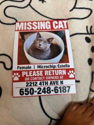 Lost Female Cat last seen Boston and 4th Avenue North, Seattle, WA 98109