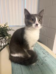 Reunited Unknown Cat last seen McDowell Rd and Pima Rd by QT, Scottsdale, AZ 85257