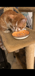 Reunited Male Cat last seen Coronado st & 6th St, Los Angeles, CA 90057