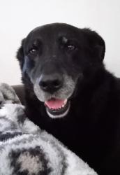 Lost Male Dog last seen Bonbrook Mill Rd & Wirtz Rd, Wirtz, VA 24184