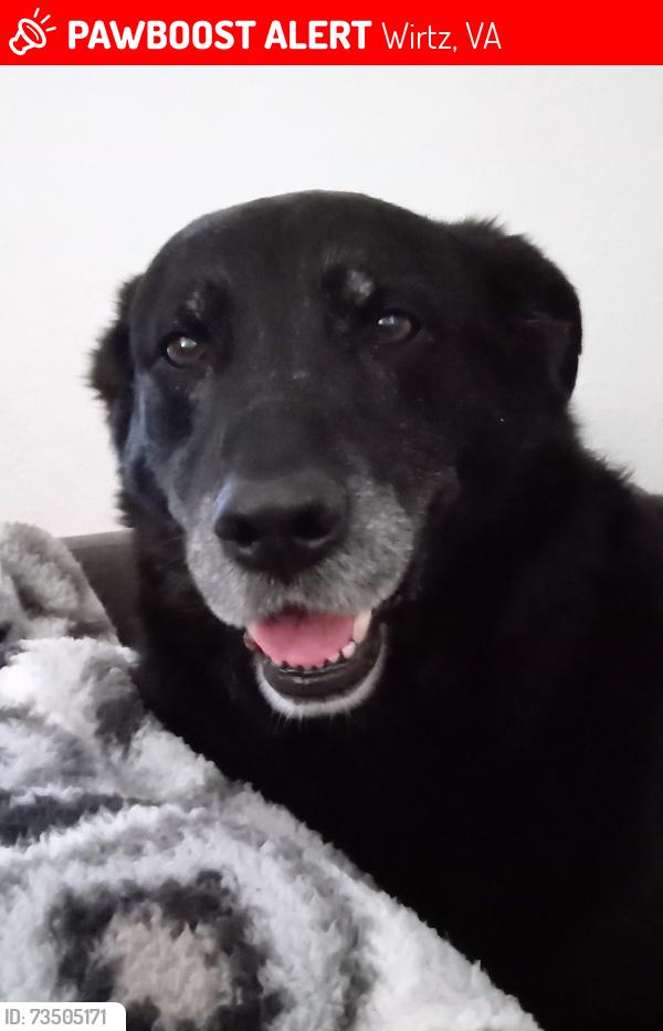 Lost Male Dog last seen Bonbrook Mill Rd & Wirtz Rd, Wirtz, VA 24184
