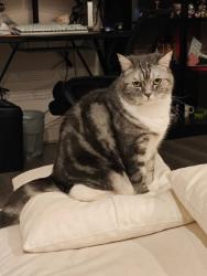 Lost Male Cat last seen Harrison Ave, Eastvale, CA 92880