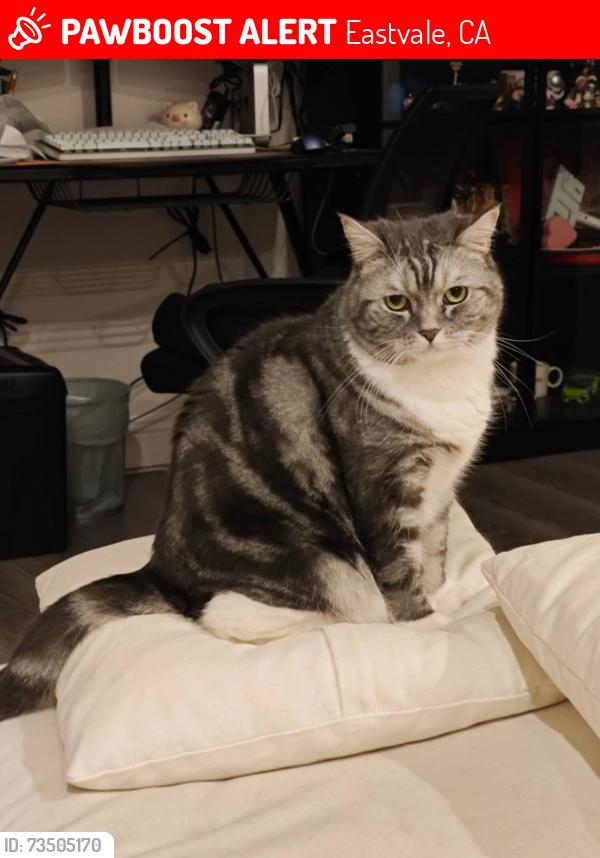 Lost Male Cat last seen Harrison Ave, Eastvale, CA 92880