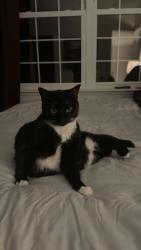 Lost Female Cat last seen Behind 5021 vedure credit union, Kentwood, MI 49512
