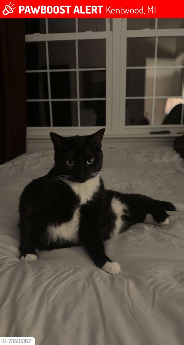 Lost Female Cat last seen Behind 5021 vedure credit union, Kentwood, MI 49512