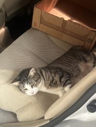 Reunited Female Cat last seen Near Kestrel Rd, Hockley, TX 77447, USA, Hockley, TX 77447