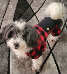 Lost Male Dog last seen Front st, Philadelphia, PA 19120