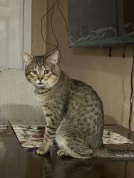 Lost Male Cat last seen It was last seen at 2110 May Lane, Grand Prairie, Tx 75050. Behind my hse there is a lot of trees and many bushes, and that's where it was last seen, Grand Prairie, TX 75050