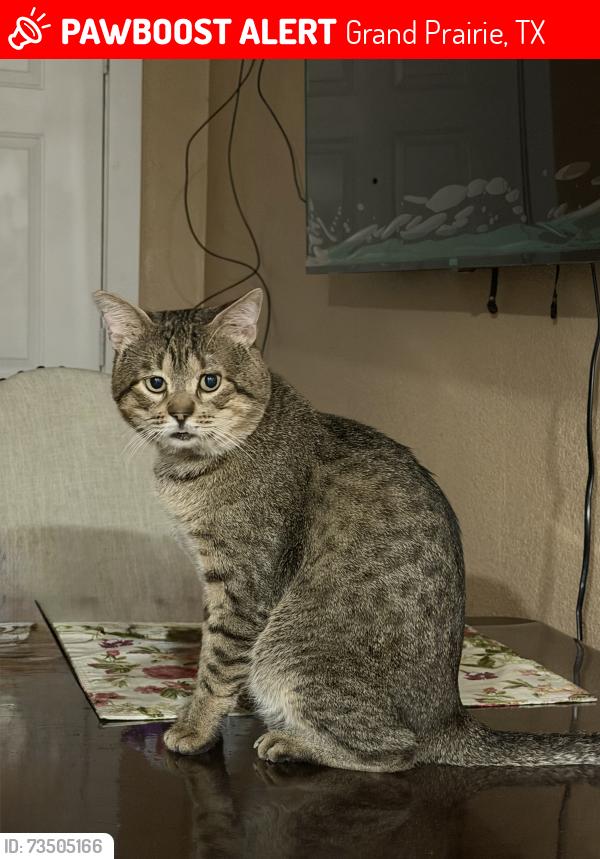 Lost Male Cat last seen It was last seen at 2110 May Lane, Grand Prairie, Tx 75050. Behind my hse there is a lot of trees and many bushes, and that's where it was last seen, Grand Prairie, TX 75050