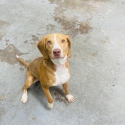 Reunited Male Dog last seen Las Tunas, San Gabriel, CA 91775