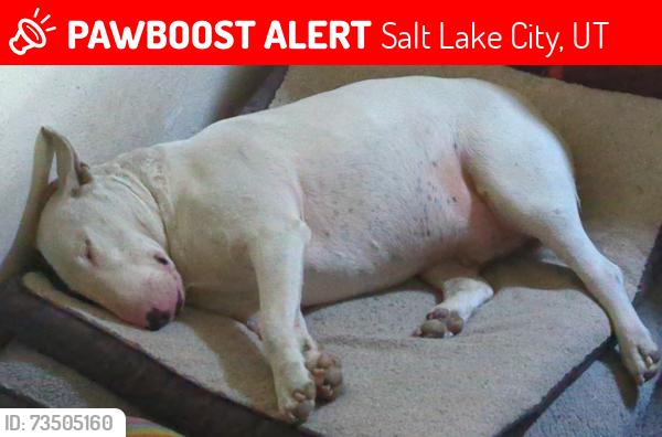 Lost Male Dog last seen Near w. 500n., Salt Lake City, UT 84116