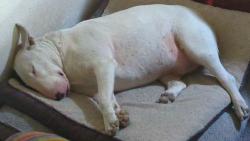 Lost Male Dog last seen Near w. 500n., Salt Lake City, UT 84116