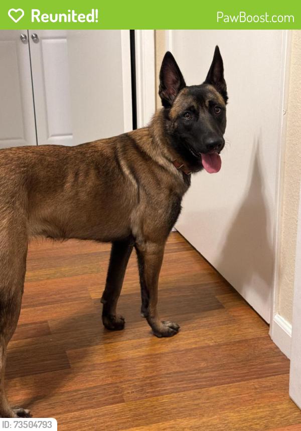 Reunited Female Dog last seen Near the freeway entrance, Los Angeles, CA 91367