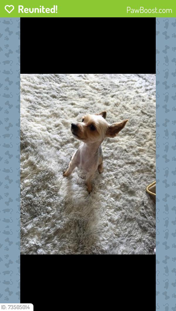 Reunited Male Dog last seen Lotz and ford , lotz and cherry Hill, Canton Township, MI 48187