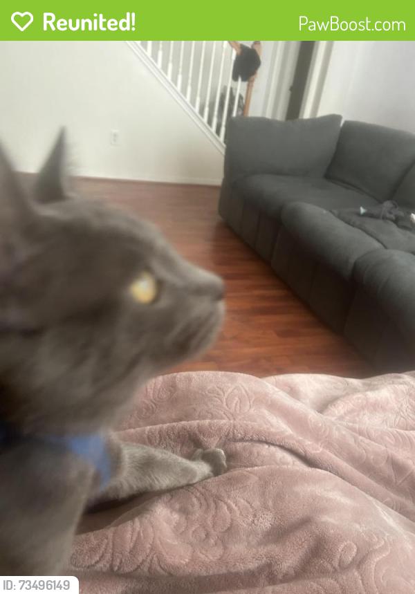 Reunited Male Cat last seen Laughenbaugh, Houston, TX 77433