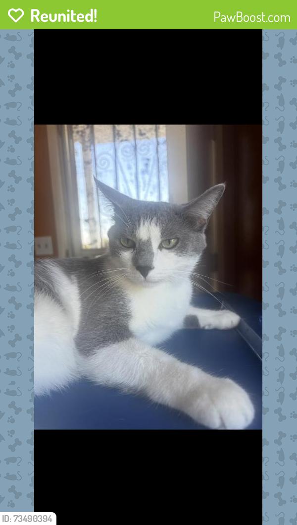 Reunited Male Cat last seen Near Yukon Ave, Hawthorne, CA 90250, USA, Hawthorne, CA 90250