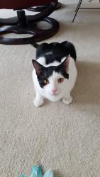Lost Male Cat last seen Front Street & Tryon, Salem, OR 97301