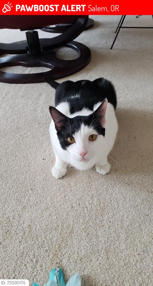 Lost Male Cat last seen Front Street & Tryon, Salem, OR 97301