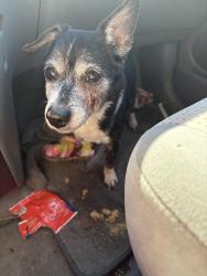 Found/Stray Male Dog last seen All My Sons Moving and Storage, Garden City, ID 83704