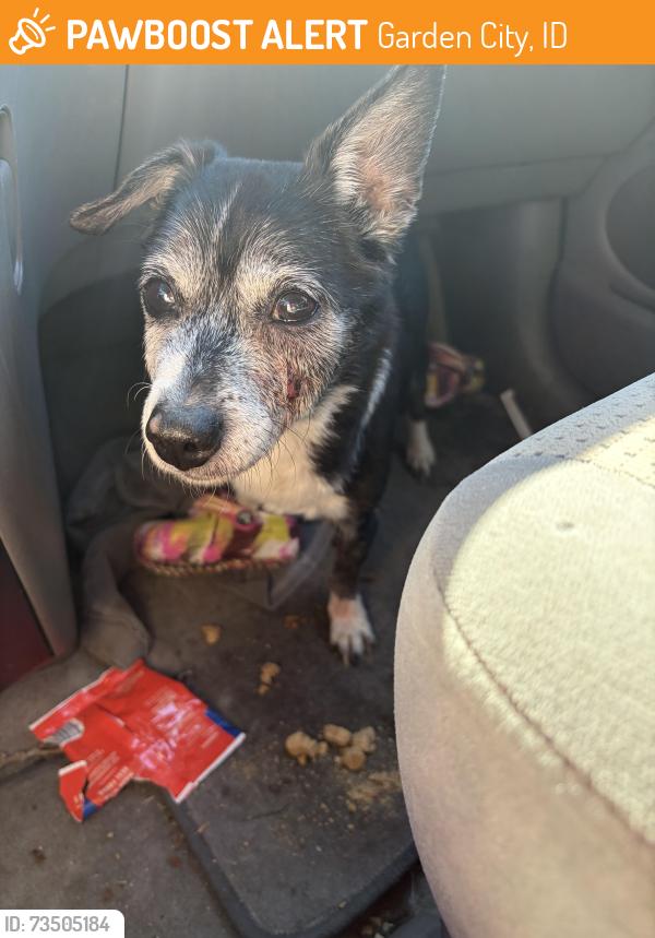 Found/Stray Male Dog last seen All My Sons Moving and Storage, Garden City, ID 83704