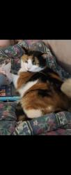Lost Female Cat last seen St clair blvd and lyndoch, Corunna, ON 48040