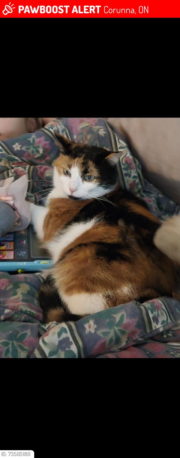 Lost Female Cat last seen St clair blvd and lyndoch, Corunna, ON 48040