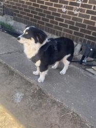 Lost Male Dog last seen South Agnew, youngs and 51st, Oklahoma City, OK 73119
