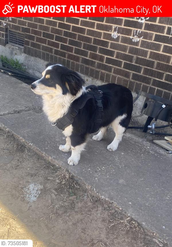 Lost Male Dog last seen South Agnew, youngs and 51st, Oklahoma City, OK 73119