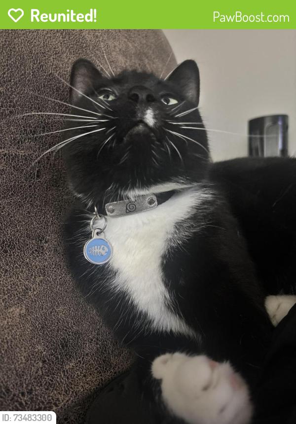 Reunited Male Cat last seen Missouri Ave, Vernonia, OR 97064