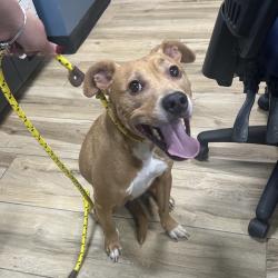 Shelter Stray Male Dog last seen , 124 Evergreen Ave, Newark, NJ 07114, USA