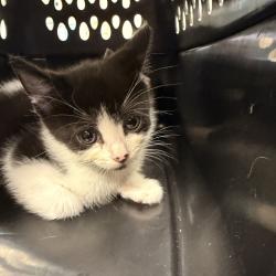 Shelter Stray Female Cat last seen , 244 Georgetown Rd, Jacksonville, NC 28540, USA
