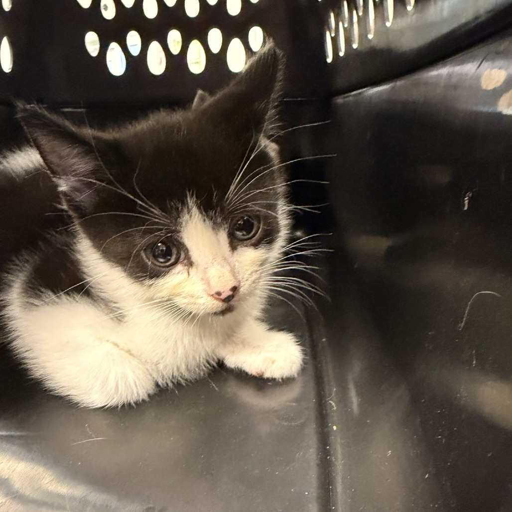 Shelter Stray Female Cat last seen , 244 Georgetown Rd, Jacksonville, NC 28540, USA